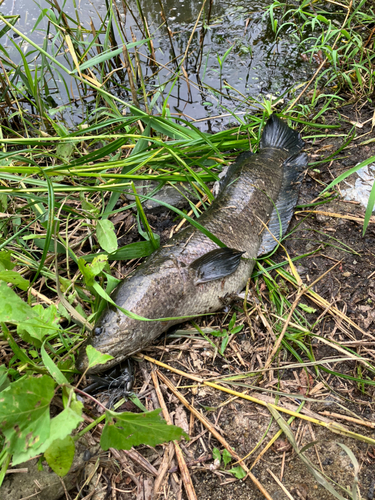 ライギョの釣果