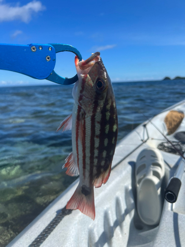 アミメフエダイの釣果