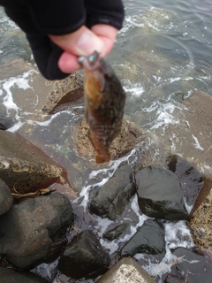 アイナメの釣果