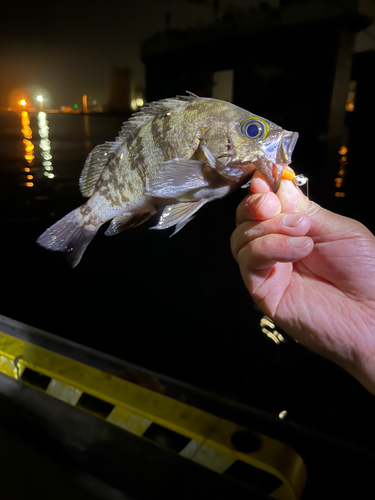 メバルの釣果