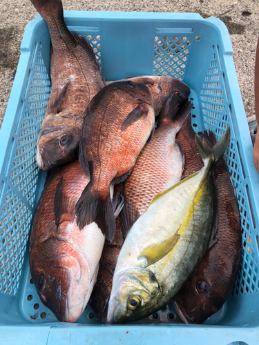 マダイの釣果