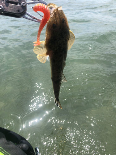 マゴチの釣果