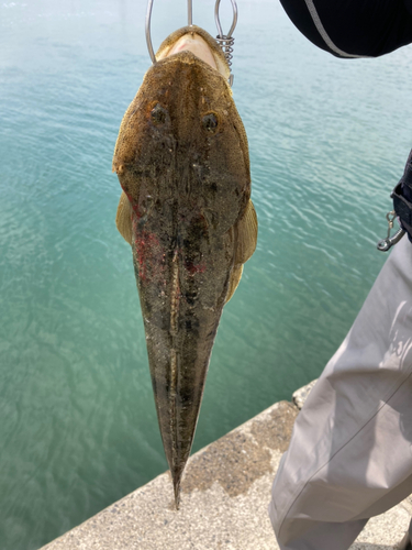 マゴチの釣果