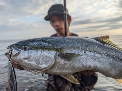 ブリの釣果