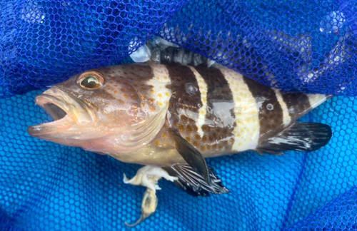 アオハタの釣果