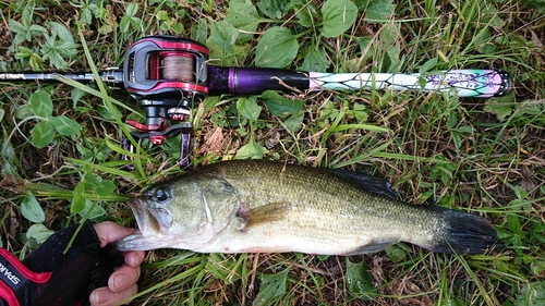 ラージマウスバスの釣果