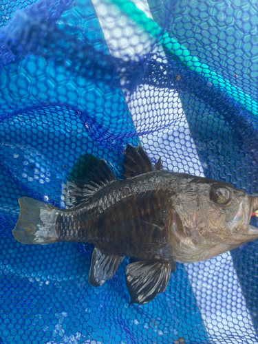 クロイシモチの釣果