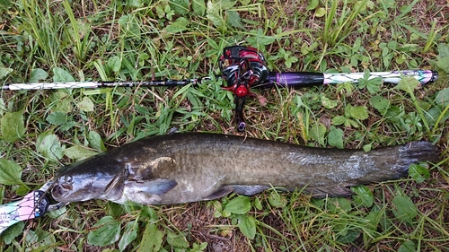 ナマズの釣果