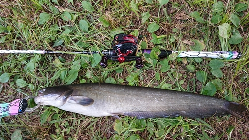 ナマズの釣果