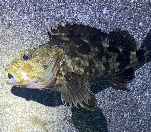 カサゴの釣果