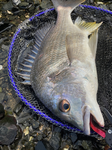 キビレの釣果