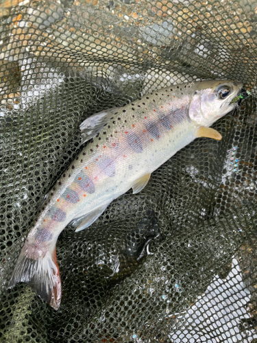 アマゴの釣果