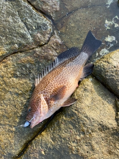 オオモンハタの釣果