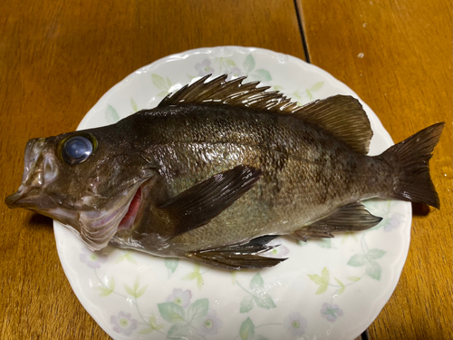 メバルの釣果