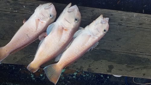 シロアマダイの釣果