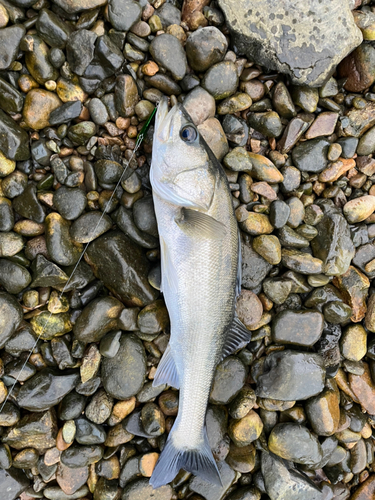 スズキの釣果