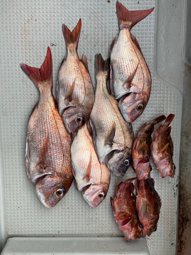 タイの釣果