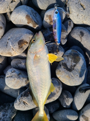 ショゴの釣果