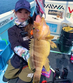 アオハタの釣果