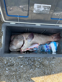 コブダイの釣果