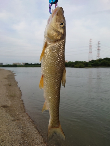 ニゴイの釣果