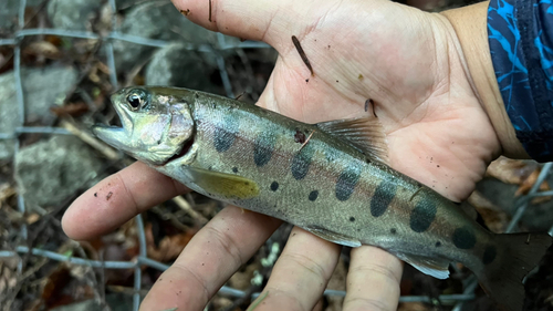 ヤマメの釣果