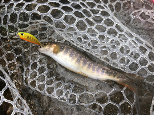 イワナの釣果