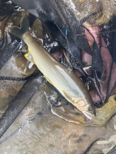 アユの釣果