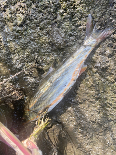 ウグイの釣果