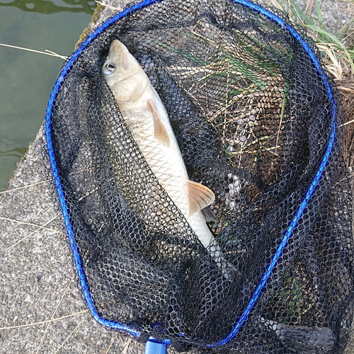 ニゴイの釣果