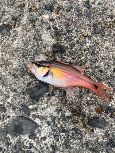 ネンブツダイの釣果