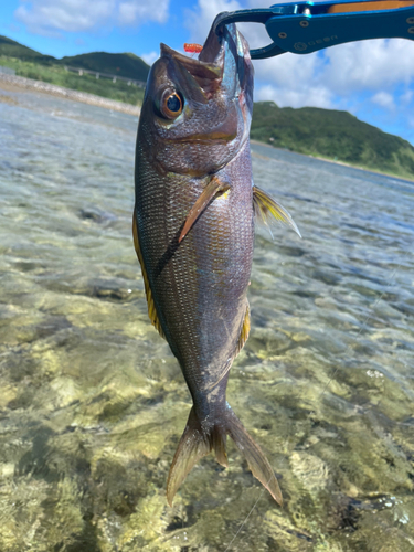 イシフエダイの釣果