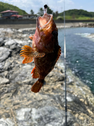 カサゴの釣果