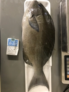 オナガグレの釣果