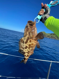 マダラハタの釣果