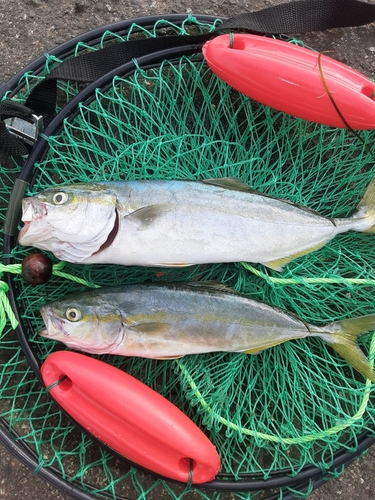 ワカシの釣果