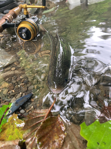 オショロコマの釣果