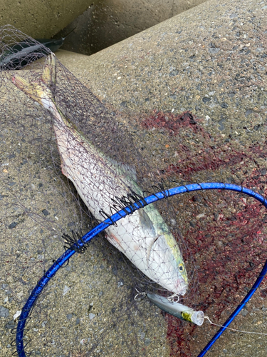 ブリの釣果