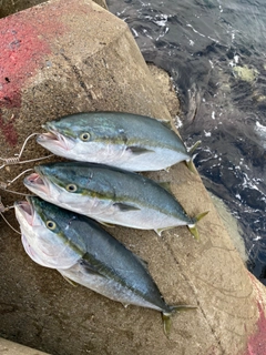 ブリの釣果