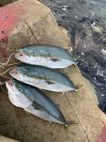 ブリの釣果