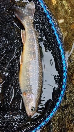 イワナの釣果