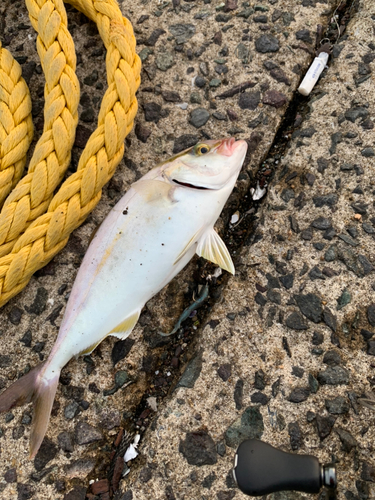 ショゴの釣果