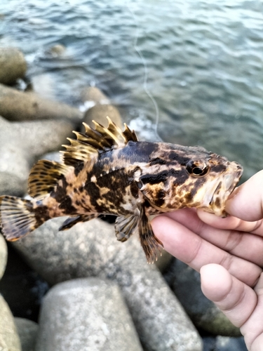 タケノコメバルの釣果