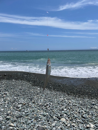 キスの釣果