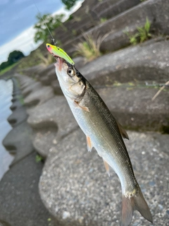 ウグイの釣果