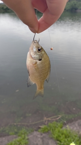 ブルーギルの釣果