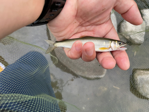 アユの釣果