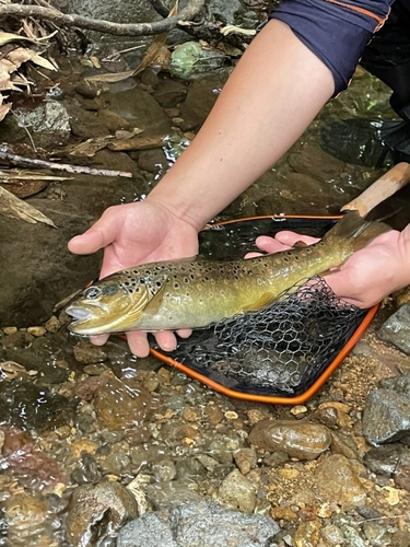 ブラウントラウトの釣果