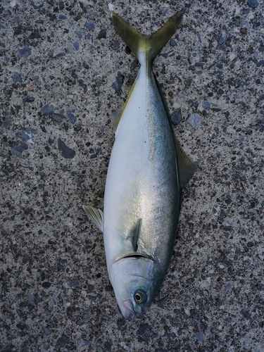 ワカシの釣果