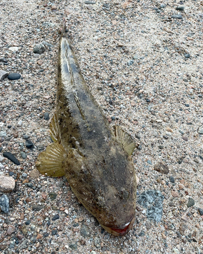 マゴチの釣果